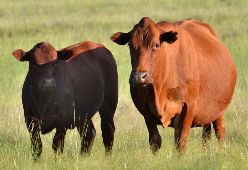 tuli cattle